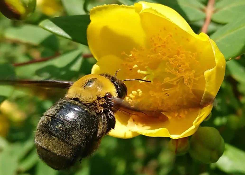 Carpenter Bee on flower.jpg