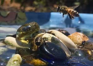 Carpenter Bees before water