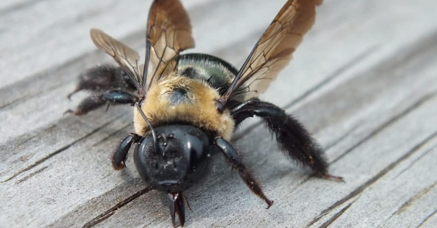 Carpenter Bees