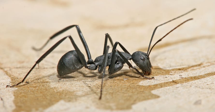 Carpenter ant