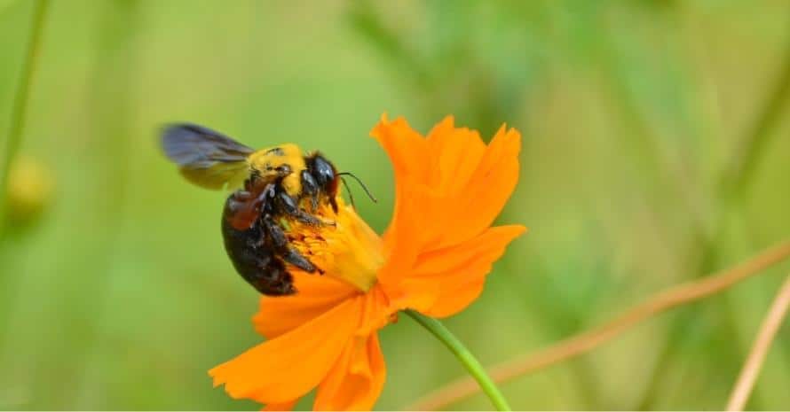 Carpenter bee