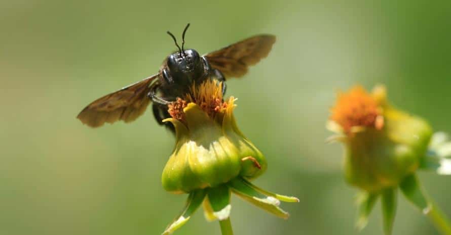 Carpenter bee at flower