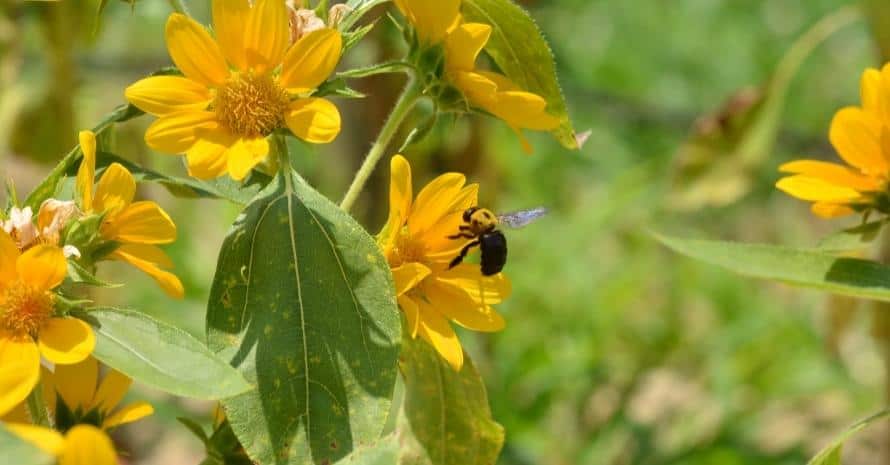 Carpenter bee at yellow flower