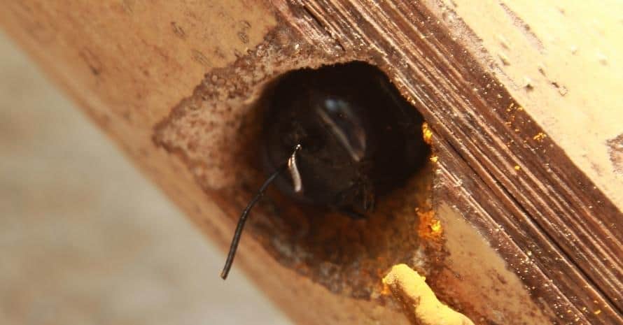 Carpenter bee nests