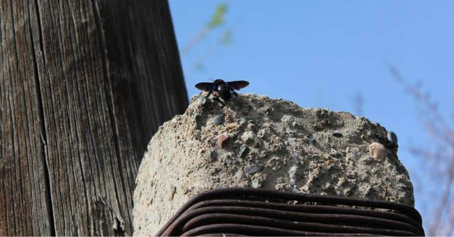  Carpenter bee on stone