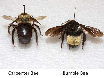 Carpenter bee vs bumblebee