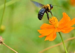 Carpenter bee