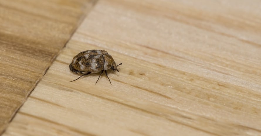 Carpet beetle on the Floor