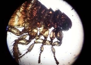 Cat flea parasite macro isolated