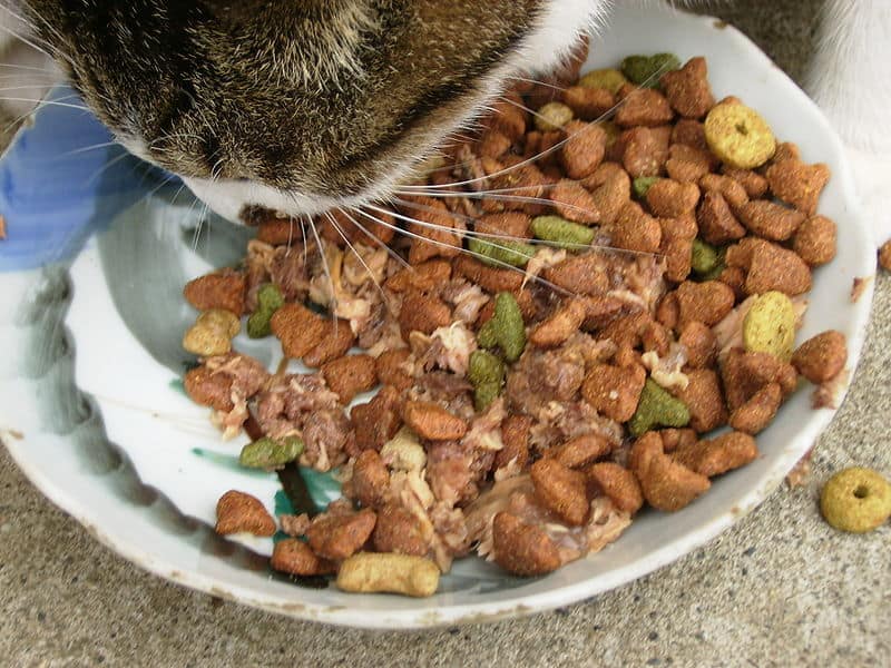 Food For Cat