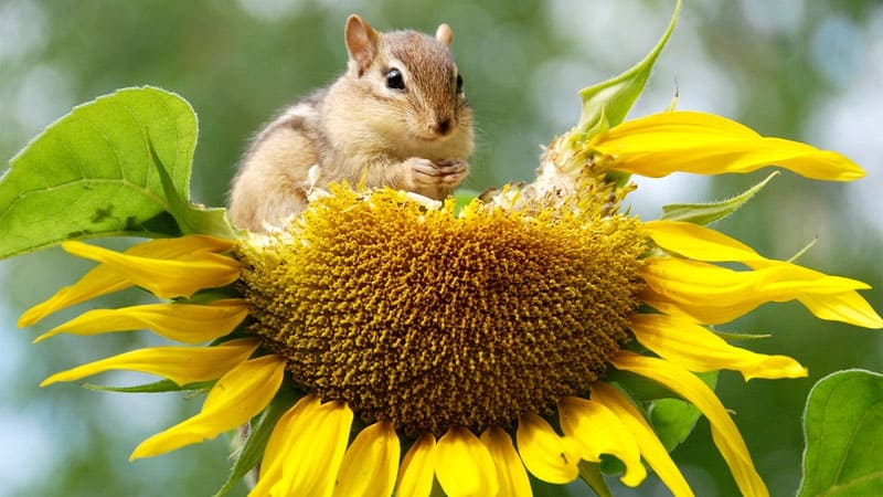 Chipmunk eating seeds