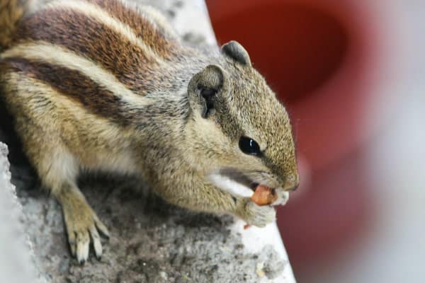 Chipmunk eats a littlenut