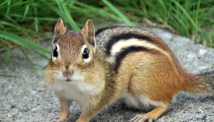 Chipmunk on rock