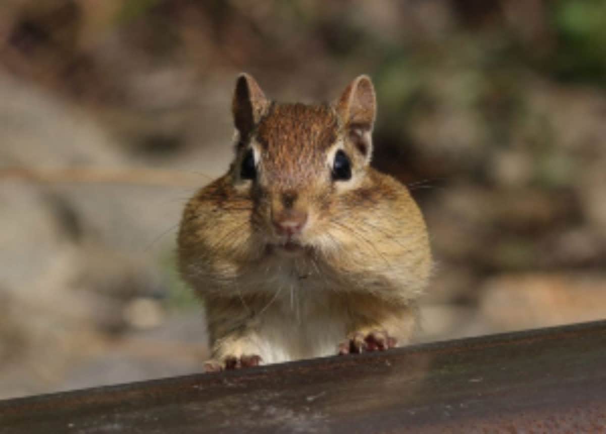 6 Best Chipmunk Repellents in 2020: Can They Prevent Infestation?