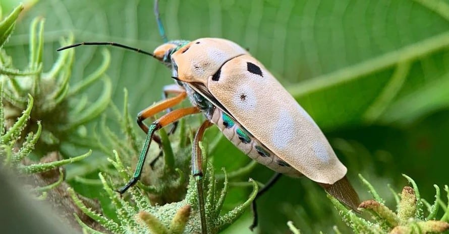 Choosing the Best Stink Bug Spray