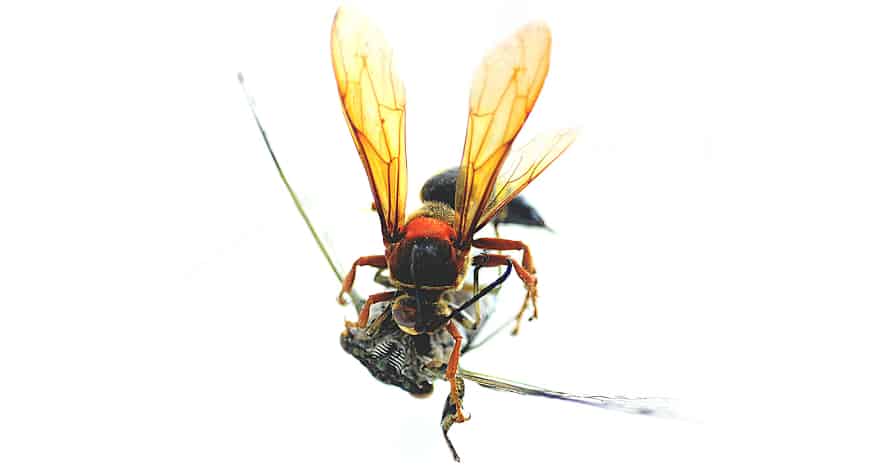 How to Get Rid of Cicada Killer Wasps: Safe Identification & Removal Methods