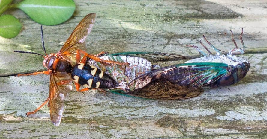 Cicada Killer with 2 cicadas