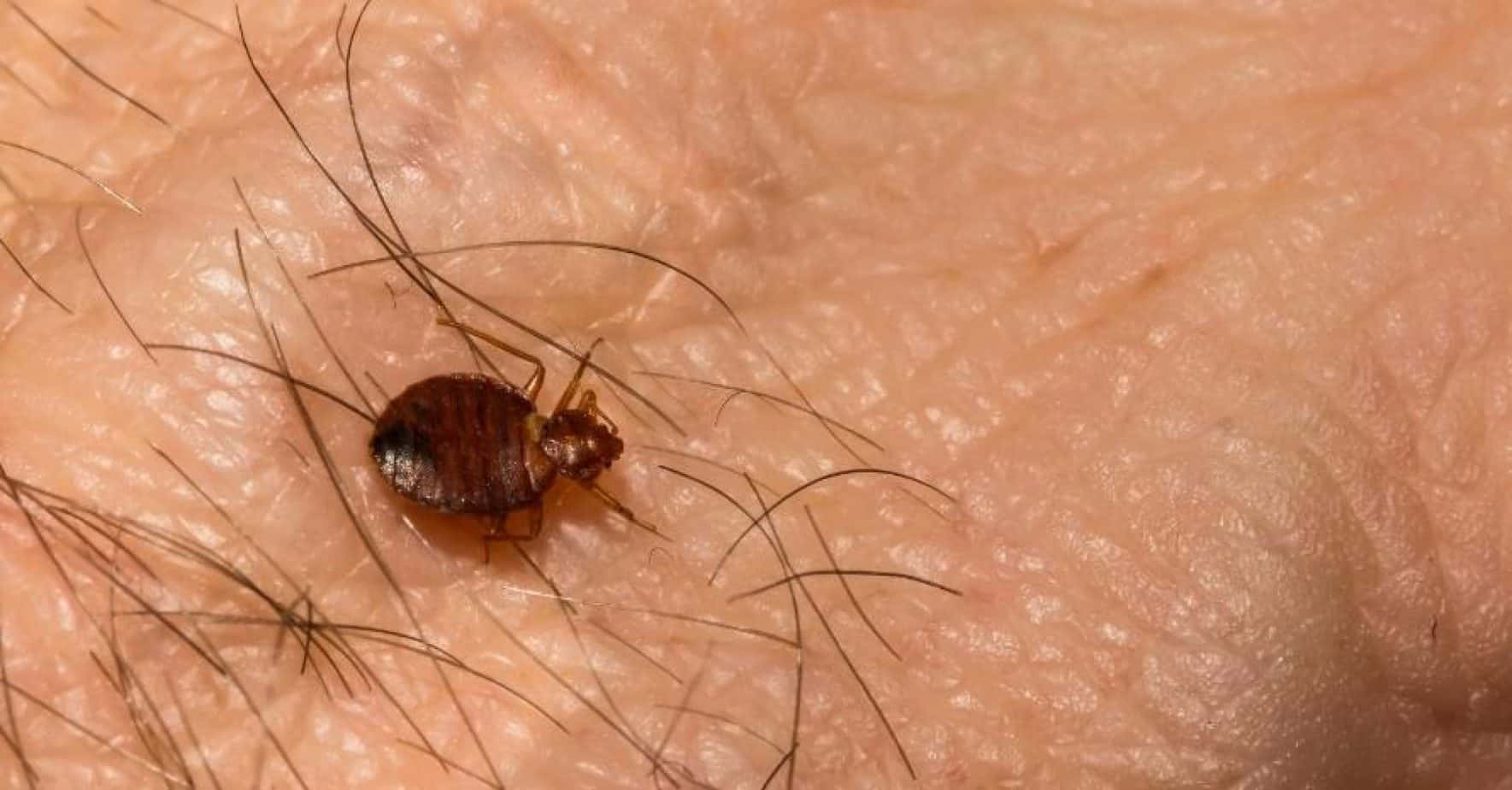 What Temperature Kills Bed Bugs Heating Or Freezing