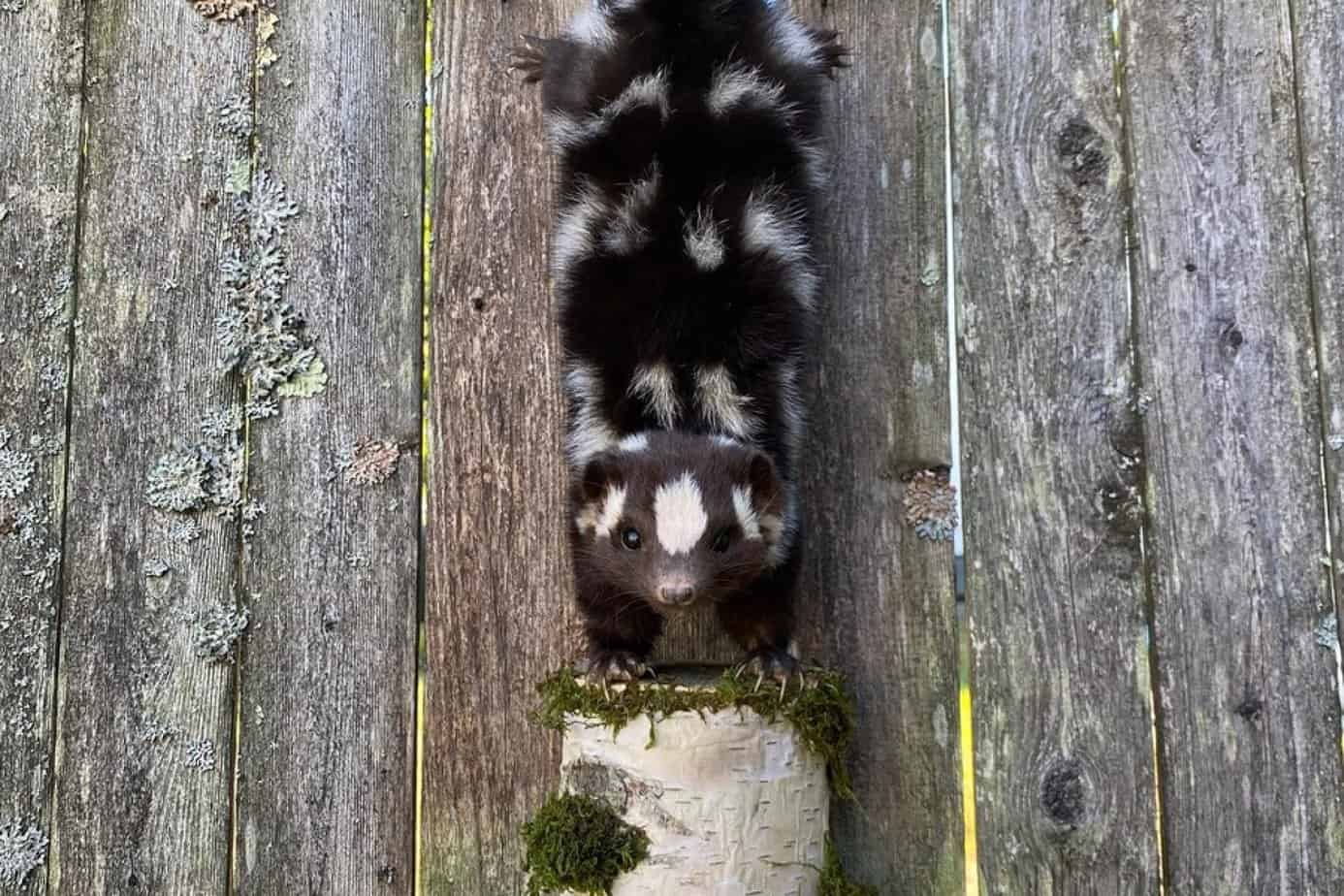 Can Skunks Climb a Fence: Skunk Control in Your Yard