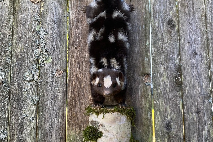 Skunk Climbing on Fence