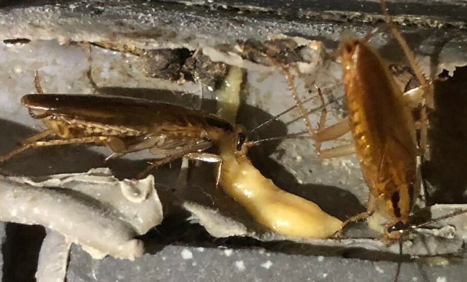 Cockroaches are hiding in dark corners