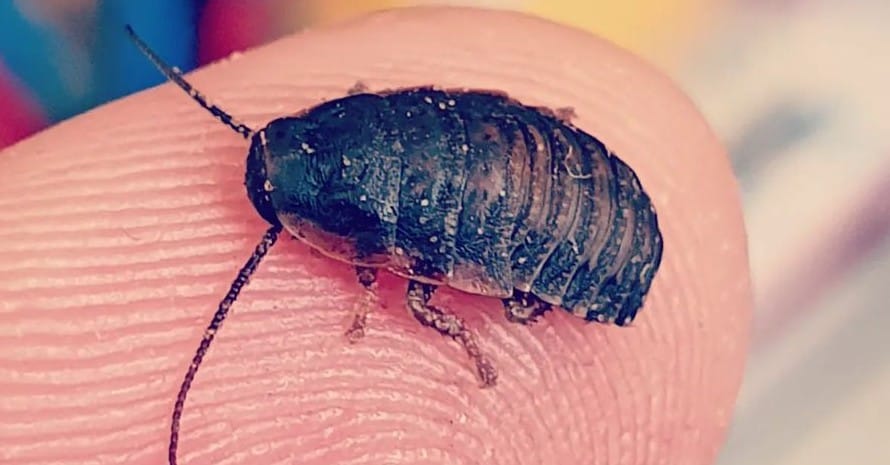 Cockroaches bite humans