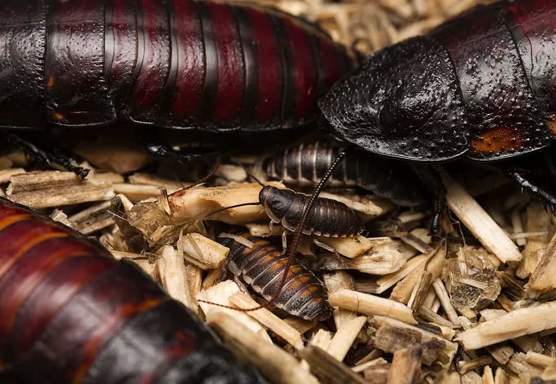 Cockroaches carry many different infections