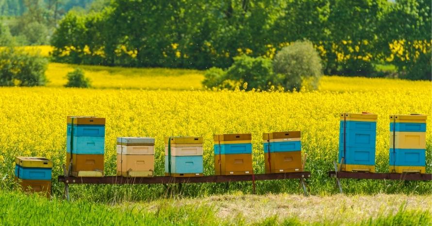 Colorful Wooden Apiaries