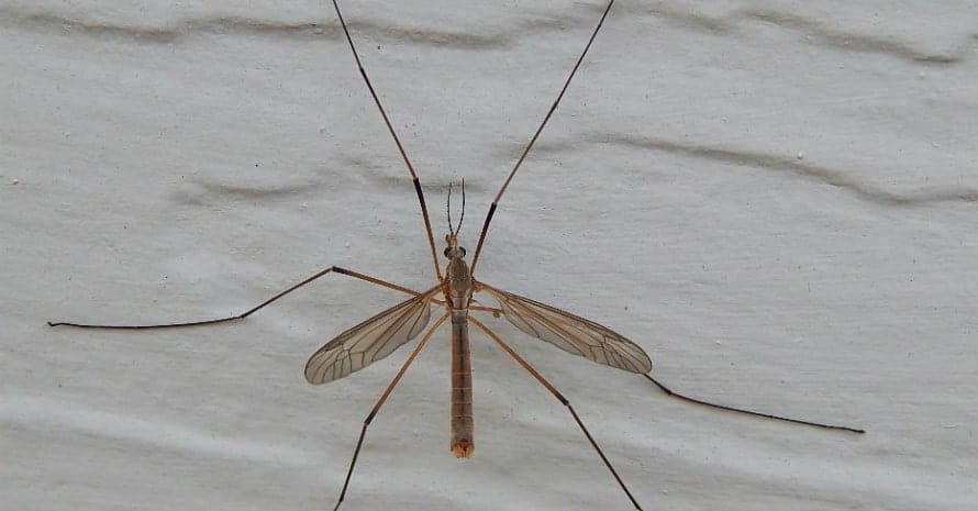 Crane_Fly_family_Tipulidae