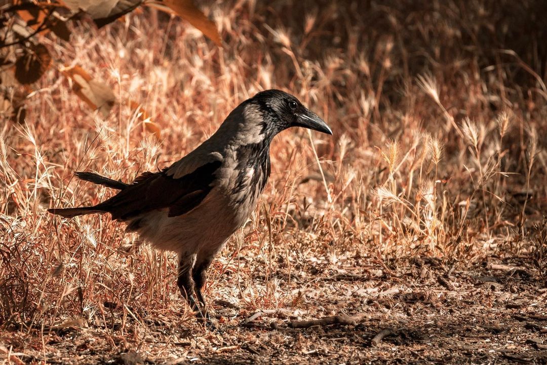 Crows at yard