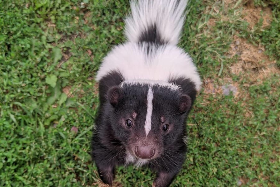 are skunks attracted to dog poop