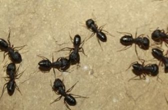 Ants in black color