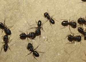 Ants in black color