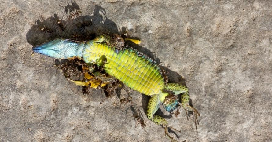 Dead Reptile Eaten By Ants