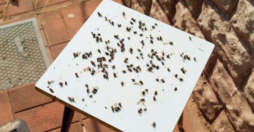 Dead flies on the chair