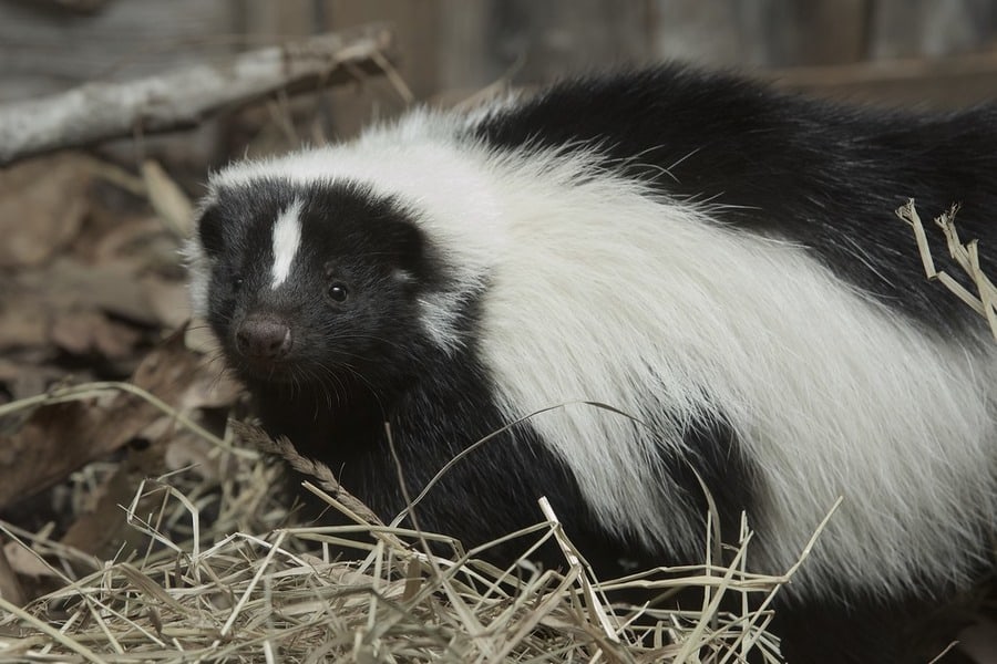 Skunk in the hay