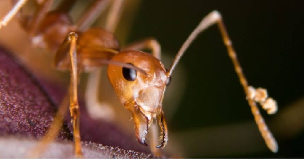 what-do-fire-ants-eat-feeding-habits-of-aggressive-insects