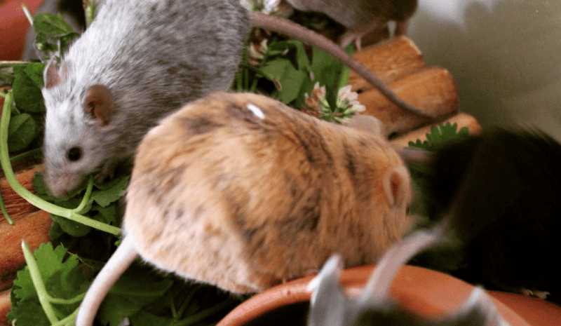 Three mice on the plant