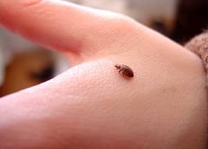 Do Bed Bugs Jump