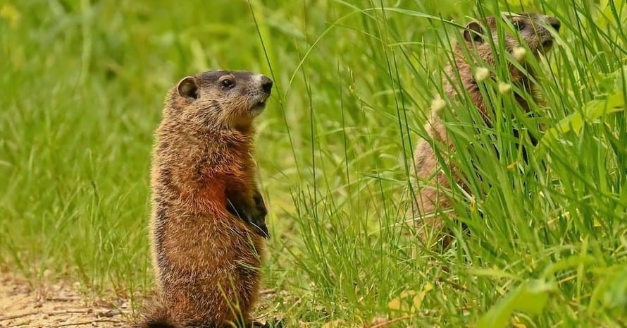 Do groundhogs eat apples
