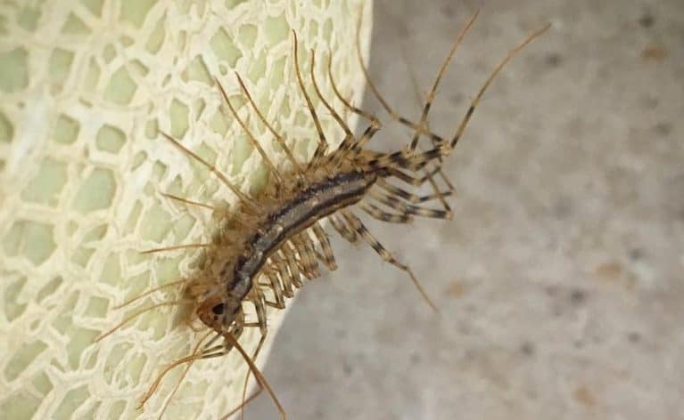 How to Get Rid of House Centipedes: Control & Prevention Guide