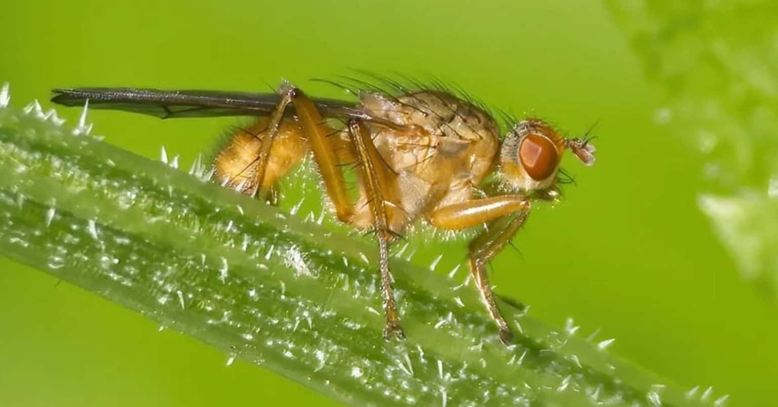 How to Get Rid of House Flies: Control & Prevention Guide