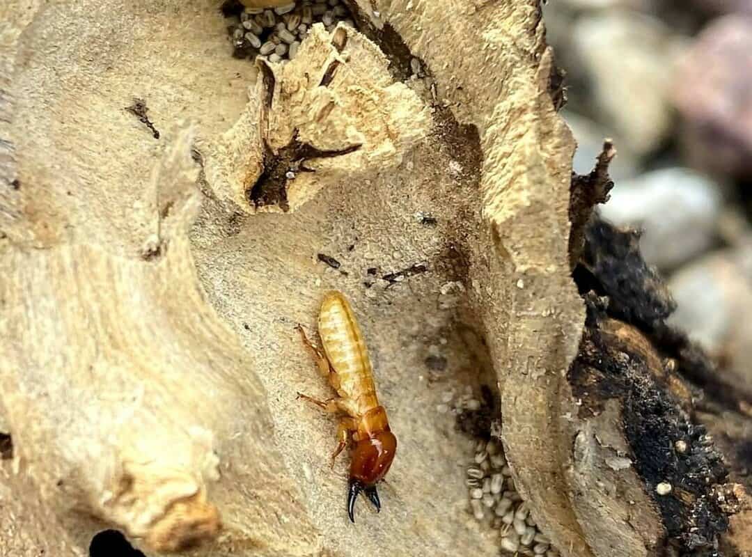 Drywood Termite