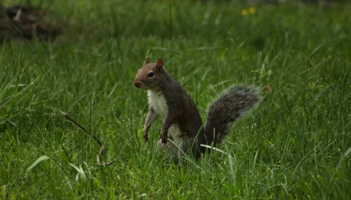 Eastern Gray Squirrel in grass