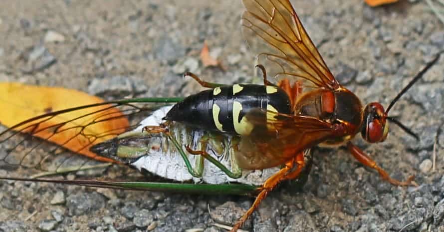 Cicada_Killer_with_2_cicadas