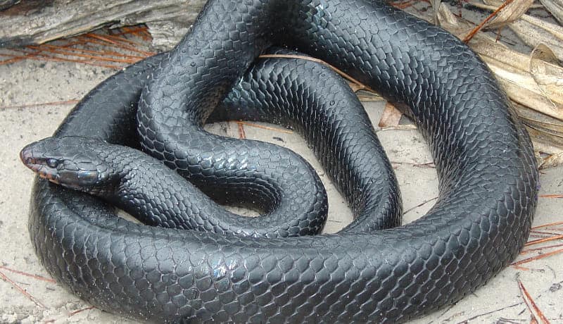 Eastern_Indigo_Snake