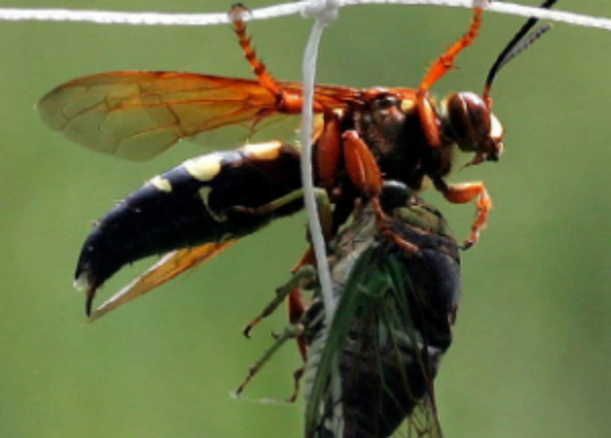Eastern cicada killer wasp with Cicada