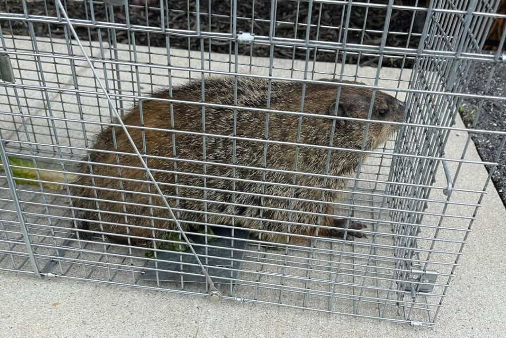 5 Best Groundhog Traps in 2024 [Detailed Reviews]