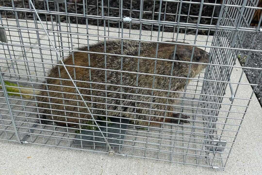 Effective Humane Groundhog Trap Harvart 1045