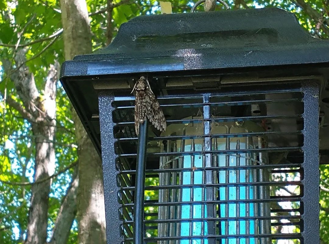 Electronic Flying Insect Killer